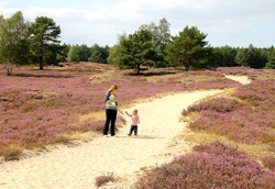 Heide4-original-157296