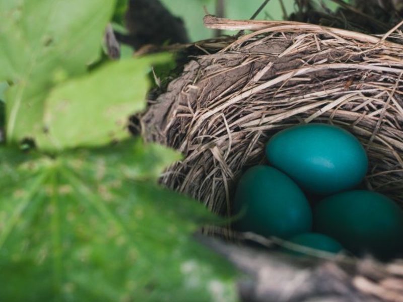 Ostern auf der Rosstrappe