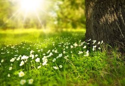 Spring-276014-340-original-326592
