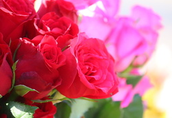 Closeup-of-red-roses-group-with-blur-pink-rose-background-in-street-picture-id1204756416