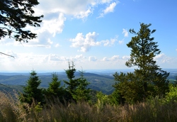 Weitblick-thuer.-wald-original-250410