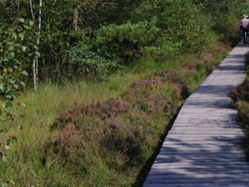 Mal kurz in die Lüneburger Heide