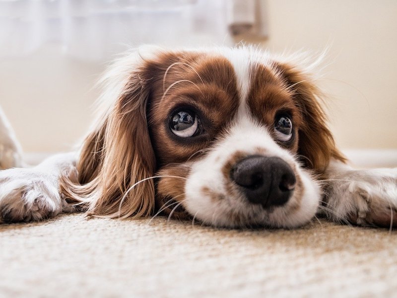 Auszeit mit Hund