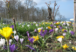 Img-0631-krokusse-original-148395