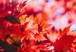 Herbstbild