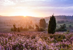 Bispingen-totengrund-sonnenaufgang-ccbysa-mtiemann-20150904
