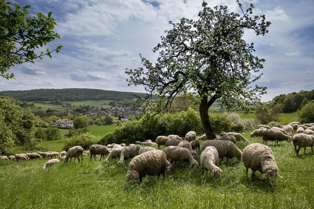 Lage und Region - Schottens Umgebung