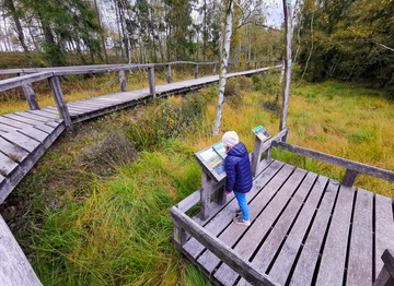Erkunden Sie bei einer Wanderung das Hochmoor...