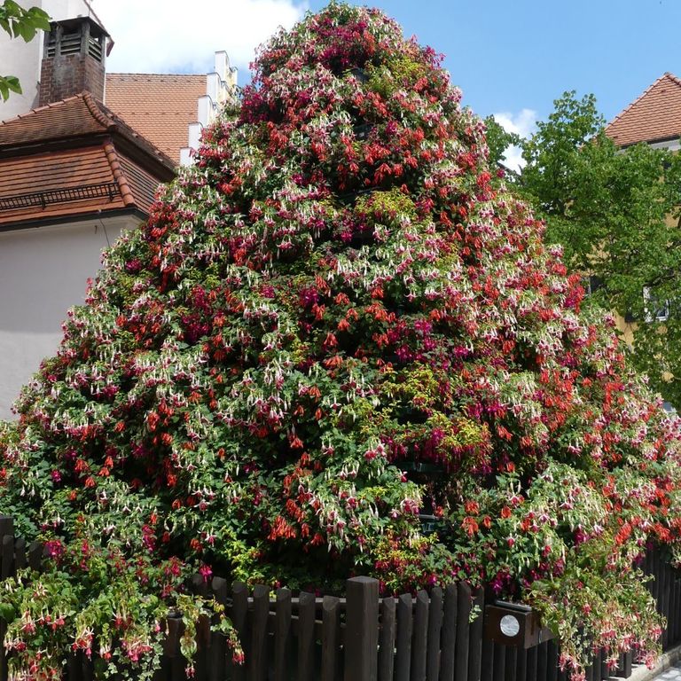 Fuchsien- und Kräutermarkt