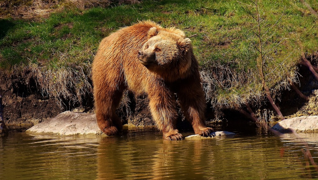 European-brown-bear-g4b7a446e6_1920