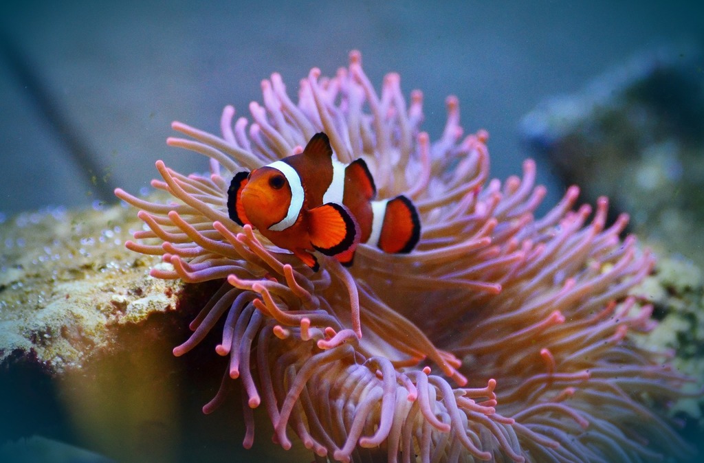 Anemonefish-g0f882a0cb_1920