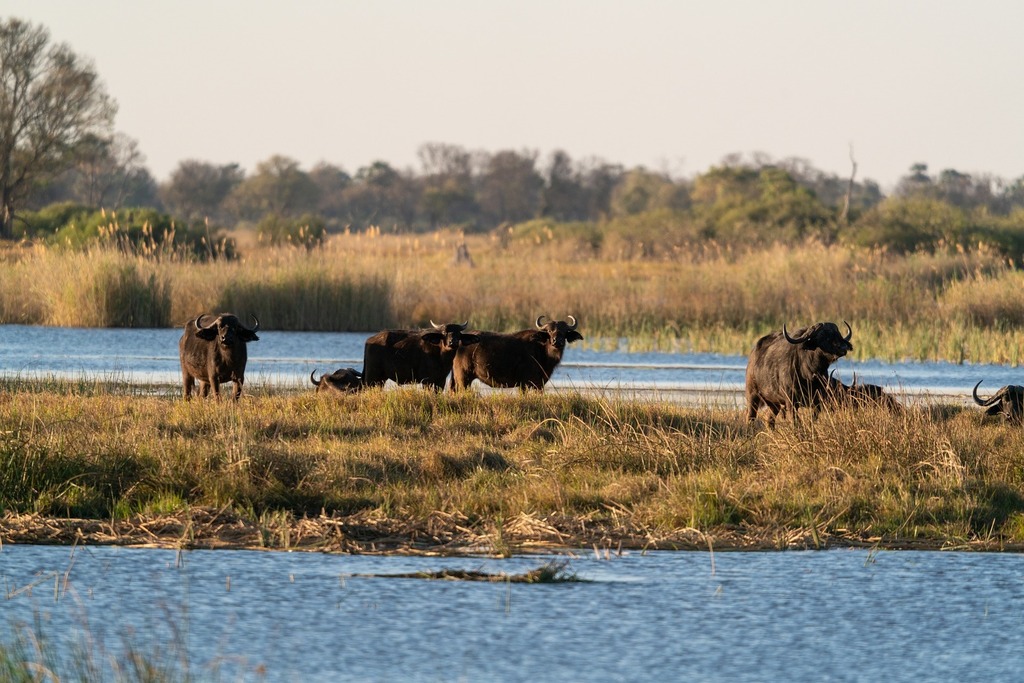 Water-buffaloes-g7237628a5_1920