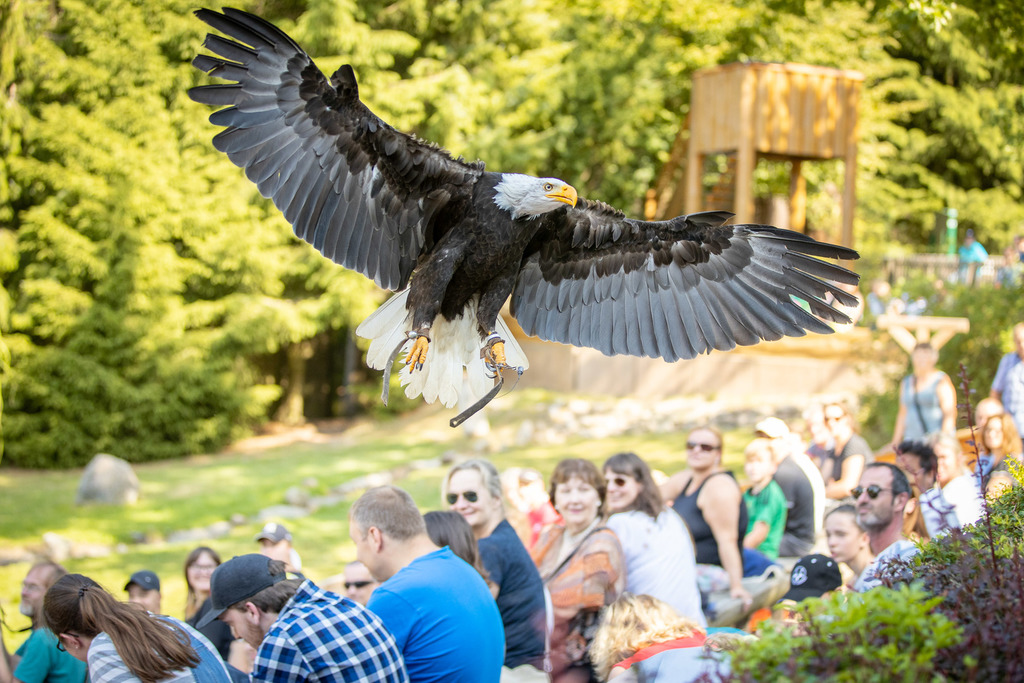 2021_03_02_wildpark_wei%c3%9fkopfseeadler_1