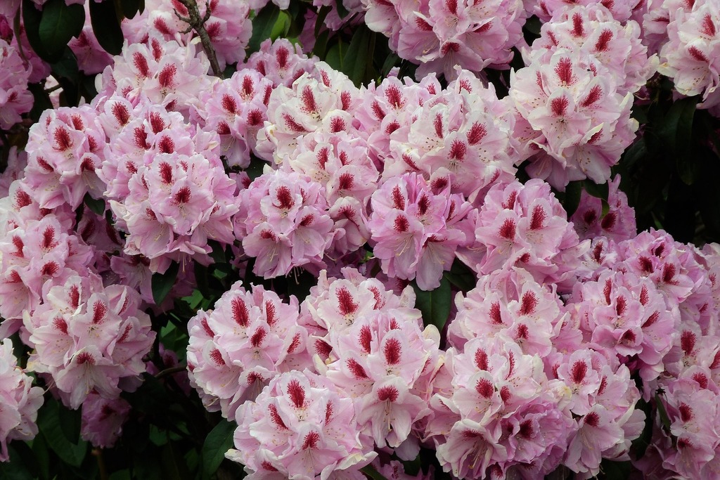 Rhododendron-gdc465b0cb_1920