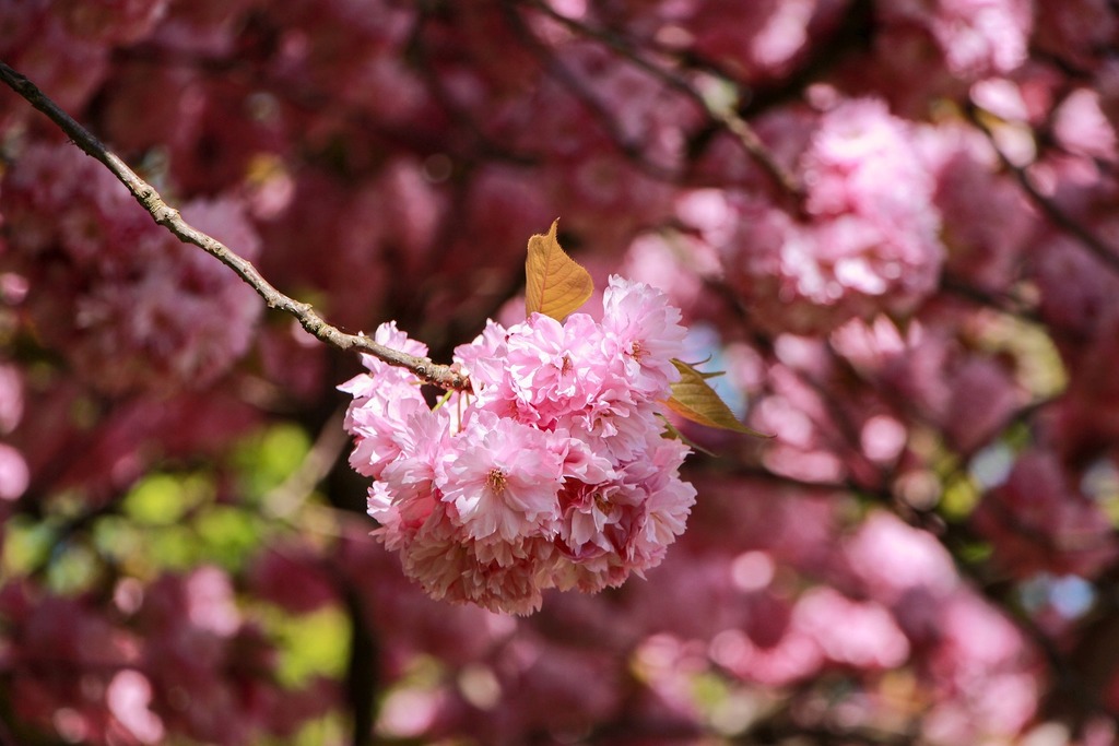 Cherry-blossoms-gb4046de33_1920